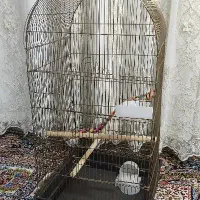 قفس عروس هلندی