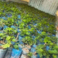 فروش نهال انگور بلک سیدلس+شناسنامه دار