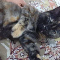 واگذاری گربه بریتیش|گربه|برازجان, |دیوار