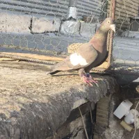 سرک تافته ای