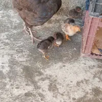 مرغ ریشی با جوجه بزرگ محلی اصل