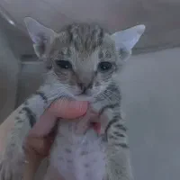 واگذاری گربه