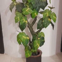 درخچه سبز با گلدون
