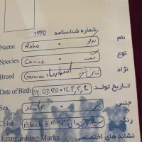 فروش سگ نر ژرمن شولاین اصیل یک ساله|سگ|نجف‌آباد, شهرک صنعتی نجف آباد|دیوار