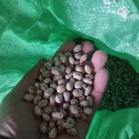 لوبیا چیتی رقم کوشا دانه درشت و گرد