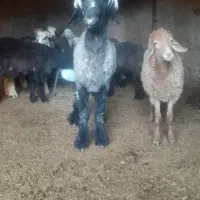 قوچ بختیاری