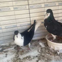 کبوتر اصفهانی|پرنده|زارچ, |دیوار