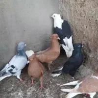 سلام... کبوتر رنگی قیمت توافقی