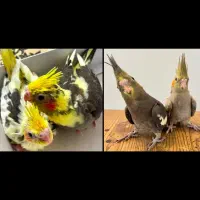 جوجه عروس هلندی