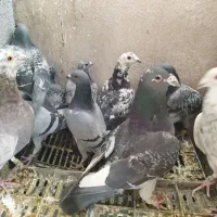 کبوتر پلاکی طوقی (چنارشیجون)