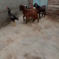 ۳عدد بزغاله نر