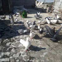 کفتر زیبا  و رنگی