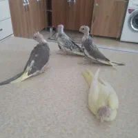 جوجه عروس هلندی