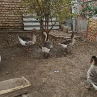 قوغاز نر|حیوانات مزرعه|بندر ترکمن, |دیوار