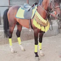 فروش اسب شمشاد|اسب و تجهیزات اسب‌سواری|فلاورجان, |دیوار