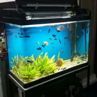 اکواریوم کمری و ماهی