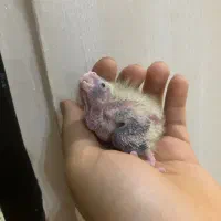 جوجه عروس سرلاکی(بالغ و جفت مولد)|پرنده|رشت, یخسازی|دیوار