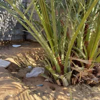 پاجوش برحی و بریم