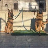 ژرمن کلاسیک شو نگهبان|سگ|شهریار, رامین|دیوار