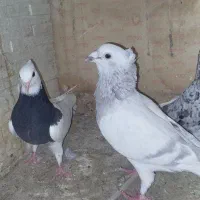 هودی کرمونی کاکلی