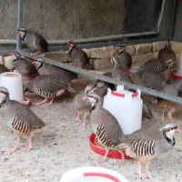 فروش جوجه بوقلمون4ماهه،وجوجه مرغ 2ماهه|حیوانات مزرعه|کازرون, |دیوار