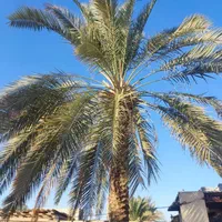 قطع نخل وبرش درخت|خدمات باغبانی و درختکاری|بوشهر, |دیوار