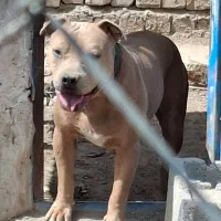 پیتبول نر۱ ساله ، خالص آمریکایی و یک پیتبول ماده