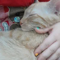 گربه خانگی|گربه|فردیس, شهرک شهید حسینی|دیوار