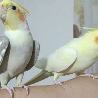 عروس هلندی|پرنده|محمدیه-قزوین, |دیوار