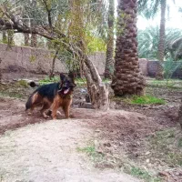 واگذاری سگ ژرمن ماده