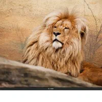 تلویزیون اسنوا ( ۵۵ اینچ )