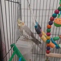 عروس هلندی|پرنده|رشت, دروازه لاکان|دیوار