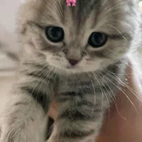 دوتا بچه گربه اسکاتیش فولد