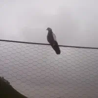 کبوترتهراانی