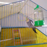 عروس هلندی و یک جفت مرغ عشق|پرنده|چمران, |دیوار