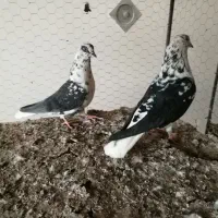 سوسگی دم سفید و سرول