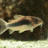 ماهی لجن خوار و گوریدوراس