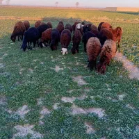 بره ماده قزل افشاراصل