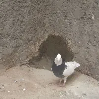 طوقی|پرنده|شهرضا, |دیوار