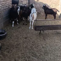 بزغاله چاق|حیوانات مزرعه|زهان, |دیوار