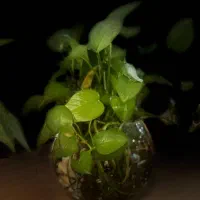 ترک اعتیاد قطعی با روش علمی و ایمن