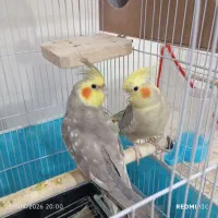 جفت عروس هلندی  با جوجه