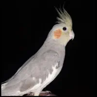 عروس هلندی ماده