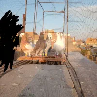 کفتررنگه|پرنده|باشتین, |دیوار