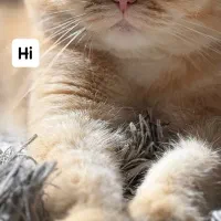 گربه اسکاتیش نر برای جفت ماده|گربه|تهران, تجریش|دیوار