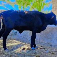 گاو فروشی در واقع سیب وسوران کهن ملا