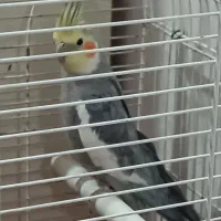 عروس هلندی سینامون نر با قفس