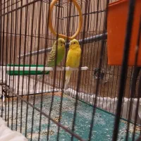 نرو ماده مرغ عشق