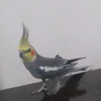 عروس هلندی نر کشیده|حیوانات|خرم‌آباد, |دیوار