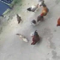 تعدادی خروس  بالغ  جنگی .